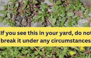 8 Surprising Reasons to Leave That “Purslane Weed” Alone: A Superfood Powerhouse You’re Probably Weeding Out!