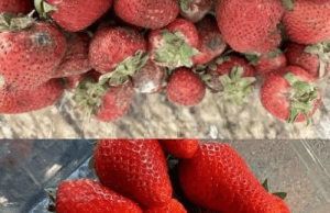 How to Keep Strawberries Fresh Longer