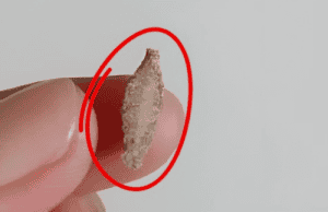 Ever Seen This Creepy Wall-Clinging Moth? Meet the Kamitetep