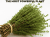Oregano – One of Nature’s Most Powerful Plants