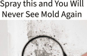 4 Natural Ways To Get Rid of Mold — Without Calling a Professional