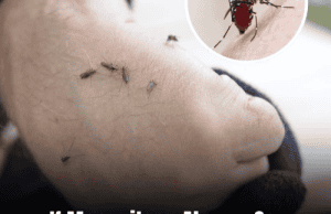 Why Mosquitoes Bite Some People More Than Others — And How to Stop Being Their Target