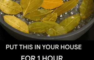 Say Goodbye to Flies, Mosquitoes, and Cockroaches: Make These Natural Insect Repellents at Home