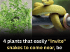 4 Plants That May Unintentionally Attract Snakes — And How to Stay Safe
