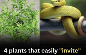 4 Plants That May Unintentionally Attract Snakes β And How to Stay Safe