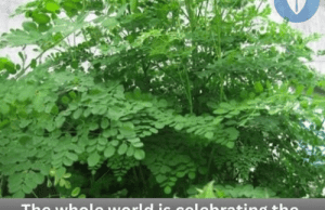 The World Is Celebrating This Super Vegetable — And You’ll Want to Add It to Your Plate