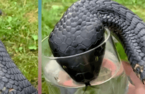 The Snake That “Begged” Me For Water — And Why Animal Control Said I Got Lucky
